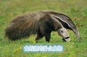 食蟻獸吃什么食物