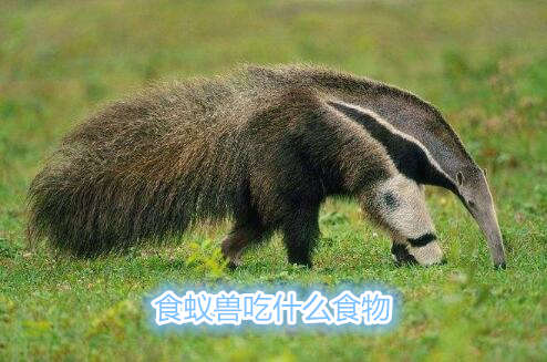 食蟻獸吃什么食物