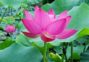 幼兒園中班認(rèn)識(shí)荷花社會(huì)教案