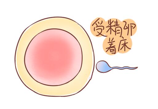 受精卵著床有什么感覺