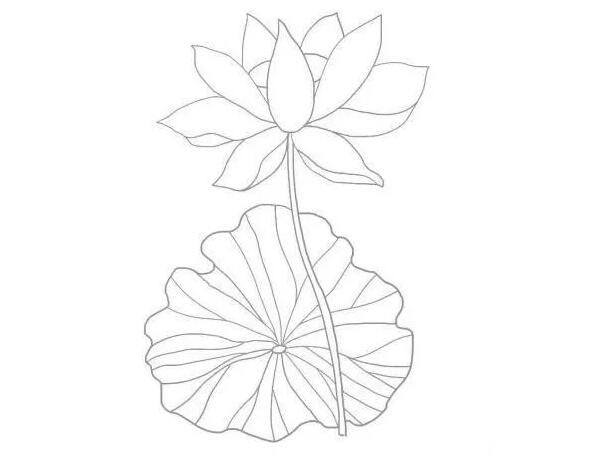 夏日荷花簡筆畫圖片教程