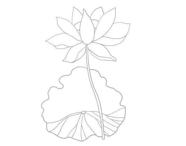 夏日荷花簡筆畫圖片教程