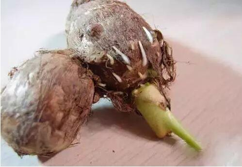 芋頭的四大飲食禁忌