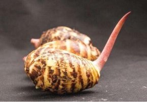 芋頭發(fā)芽了還能不能吃