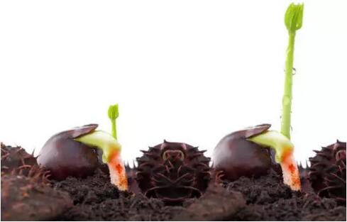 發(fā)芽的板栗：不可食用