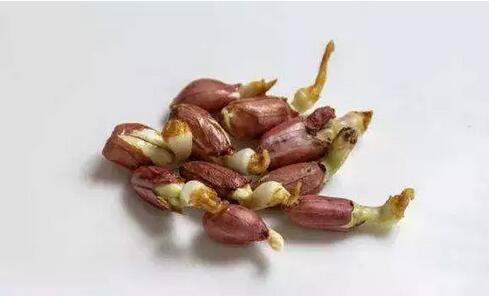 發(fā)芽的花生：不建議食用