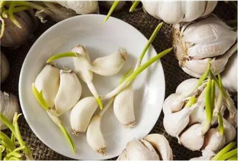 發(fā)芽的蒜：可食用