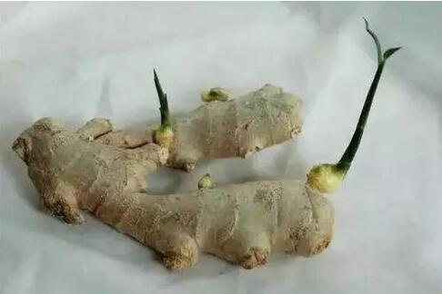 發(fā)芽的姜：可食用