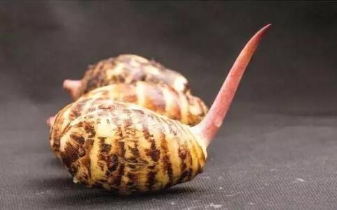 發(fā)芽的芋頭：可食用