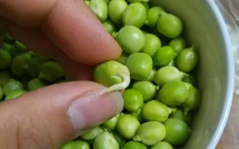 發(fā)芽的豌豆：可食用
