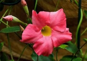 夏天開(kāi)什么花？這些植物都在夏季開(kāi)花
