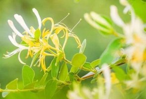 金銀花的功效與作用