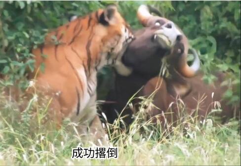 獅子和老虎誰厲害