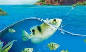 射水魚尾尾