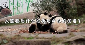 大熊貓為什么是國寶