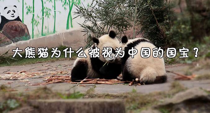 大熊貓為什么是國寶