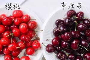 車厘子和櫻桃的區(qū)別有哪些