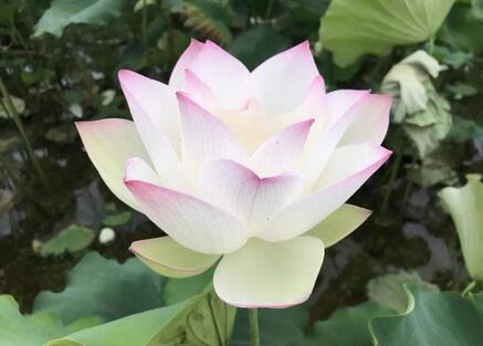 白蓮陸龜蒙賞析