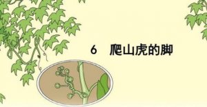 《爬山虎的腳》教案教學(xué)設(shè)計(jì)