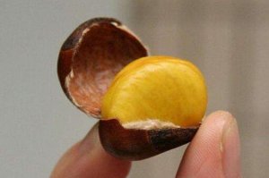 板栗怎么去皮和殼的八種方法