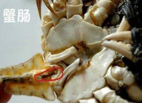 蟹腸