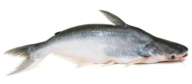 寶寶吃巴沙魚(yú)的做法
