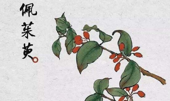 關(guān)于重陽節(jié)的習(xí)俗有哪些