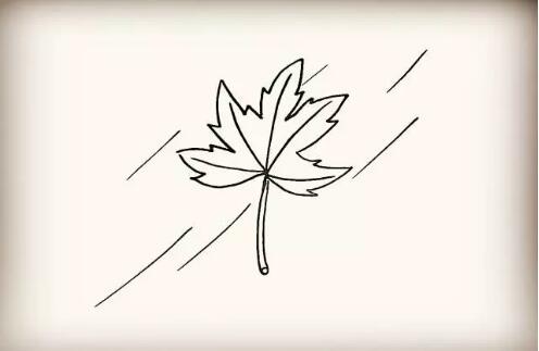 楓葉簡筆畫教程圖片