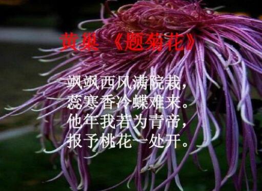 黃巢題菊花古詩帶拼音版