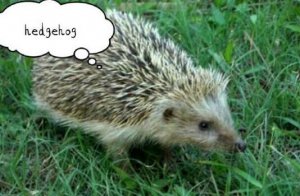 刺猬的英文單詞 hedgehhog怎么讀