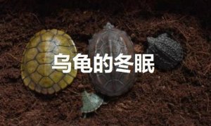 烏龜什么時候冬眠