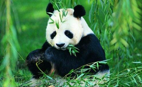 我最喜歡的動物作文300字