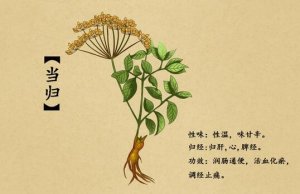 月經(jīng)期間能吃當歸嗎？