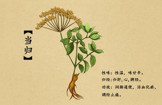 月經(jīng)期間能吃當(dāng)歸嗎