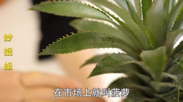 鳳梨和菠蘿的區(qū)別