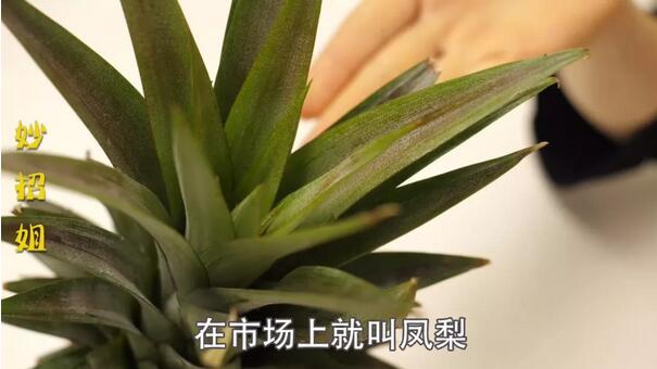 鳳梨和菠蘿的區(qū)別