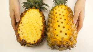 鳳梨和菠蘿的區(qū)別