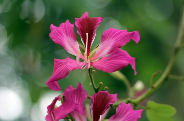 紫荊花