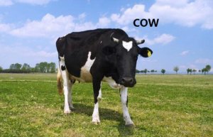牛的英文 cow/cattle怎么讀