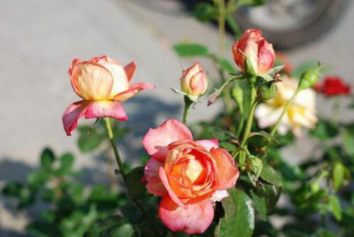 廢墟上的鮮花