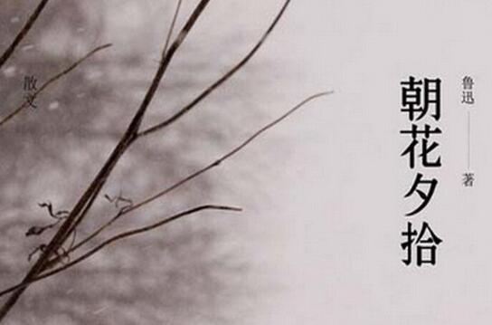 朝花夕拾讀后感500字