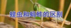蝗蟲(chóng)和螞蚱的區(qū)別