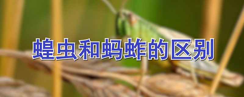 蝗蟲和螞蚱的區(qū)別