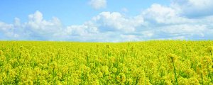 油菜花什么時候開