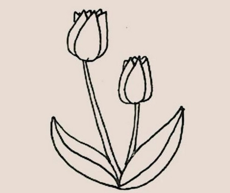 郁金香花朵簡筆畫步驟圖片帶顏色