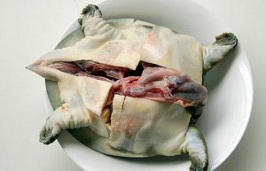 甲魚怎么殺?
