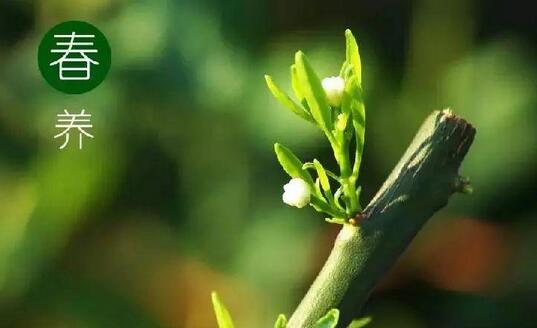 春季如何養(yǎng)肝護肝