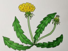 怎么畫蒲公英簡(jiǎn)筆畫圖片教程