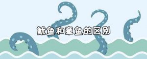 章魚和魷魚的區(qū)別