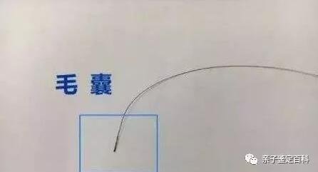 親子鑒定要多少費(fèi)用